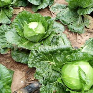 cabbage-clicknharvest